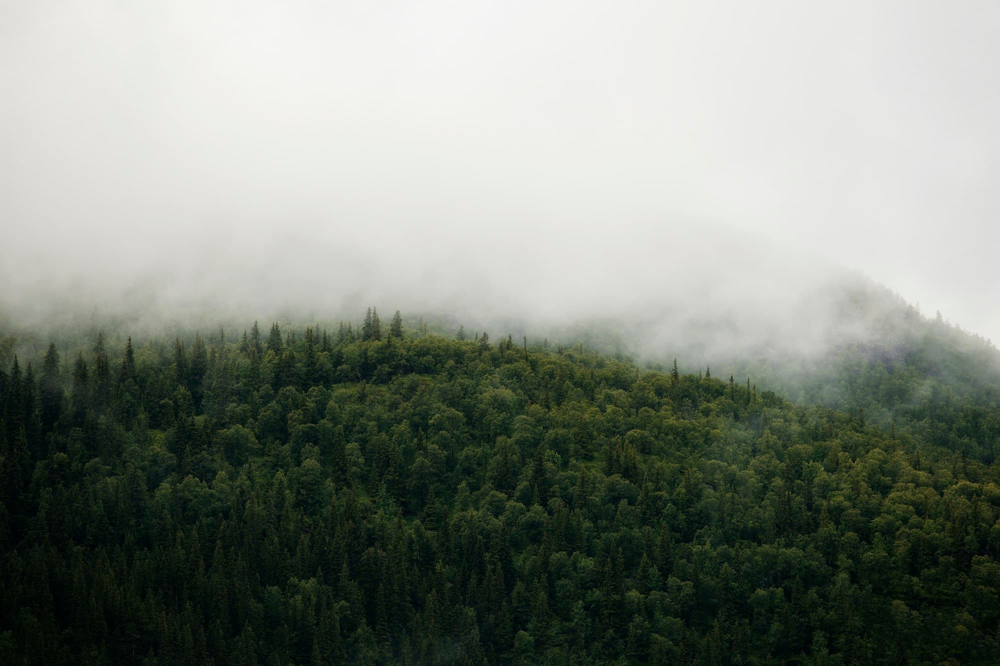 Tåke over en granskog